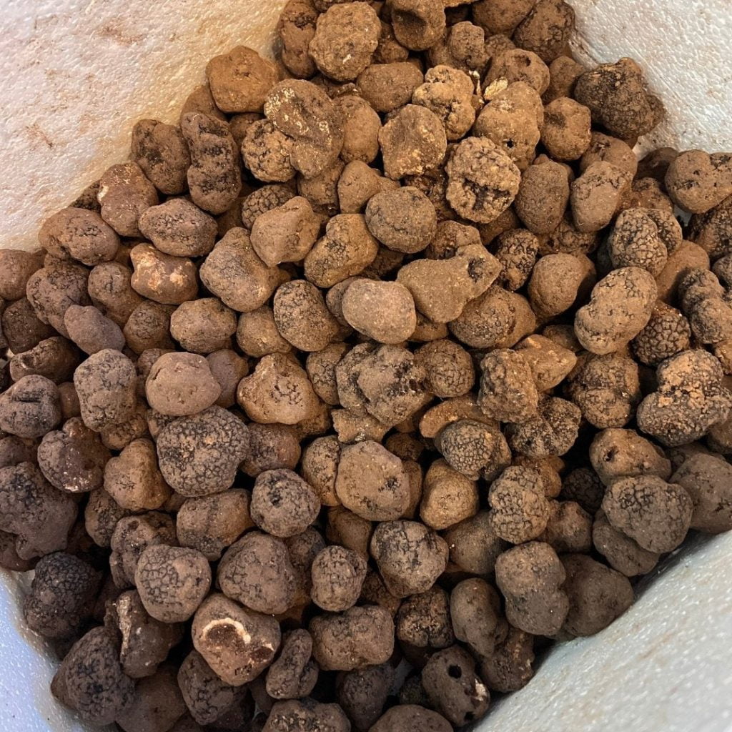 TartufoFrescoNero 7