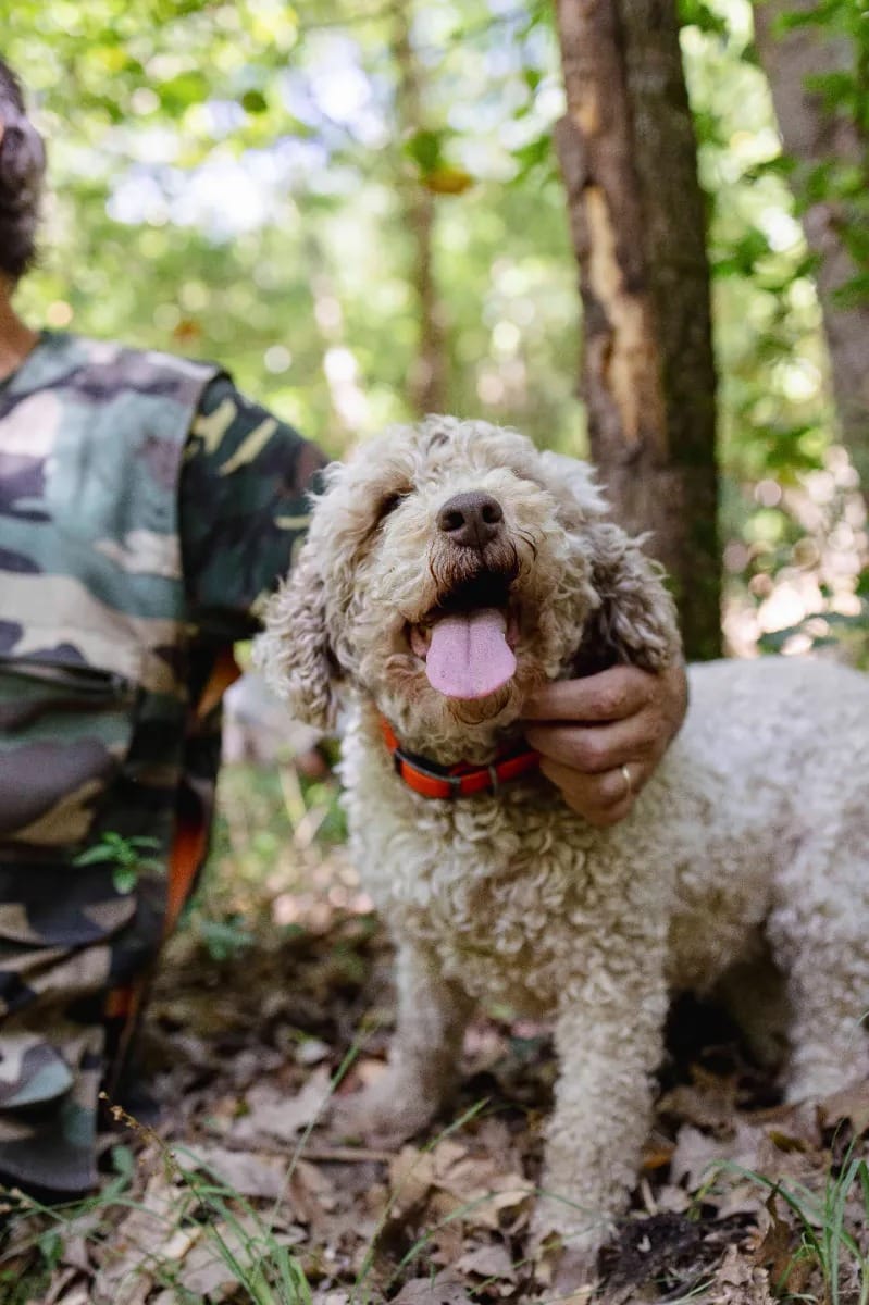 caccia al tartufo nacci tartufi 2