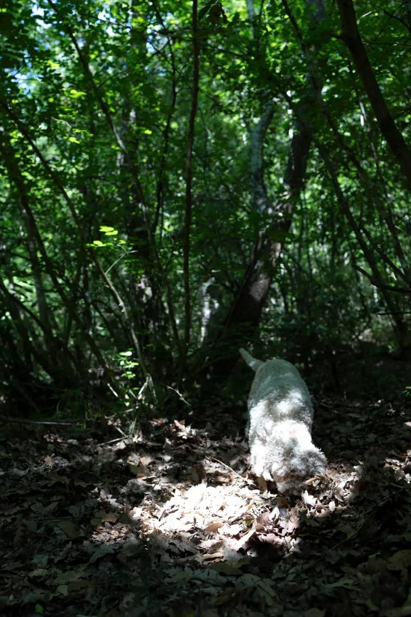 caccia al tartufo nacci tartufi 6
