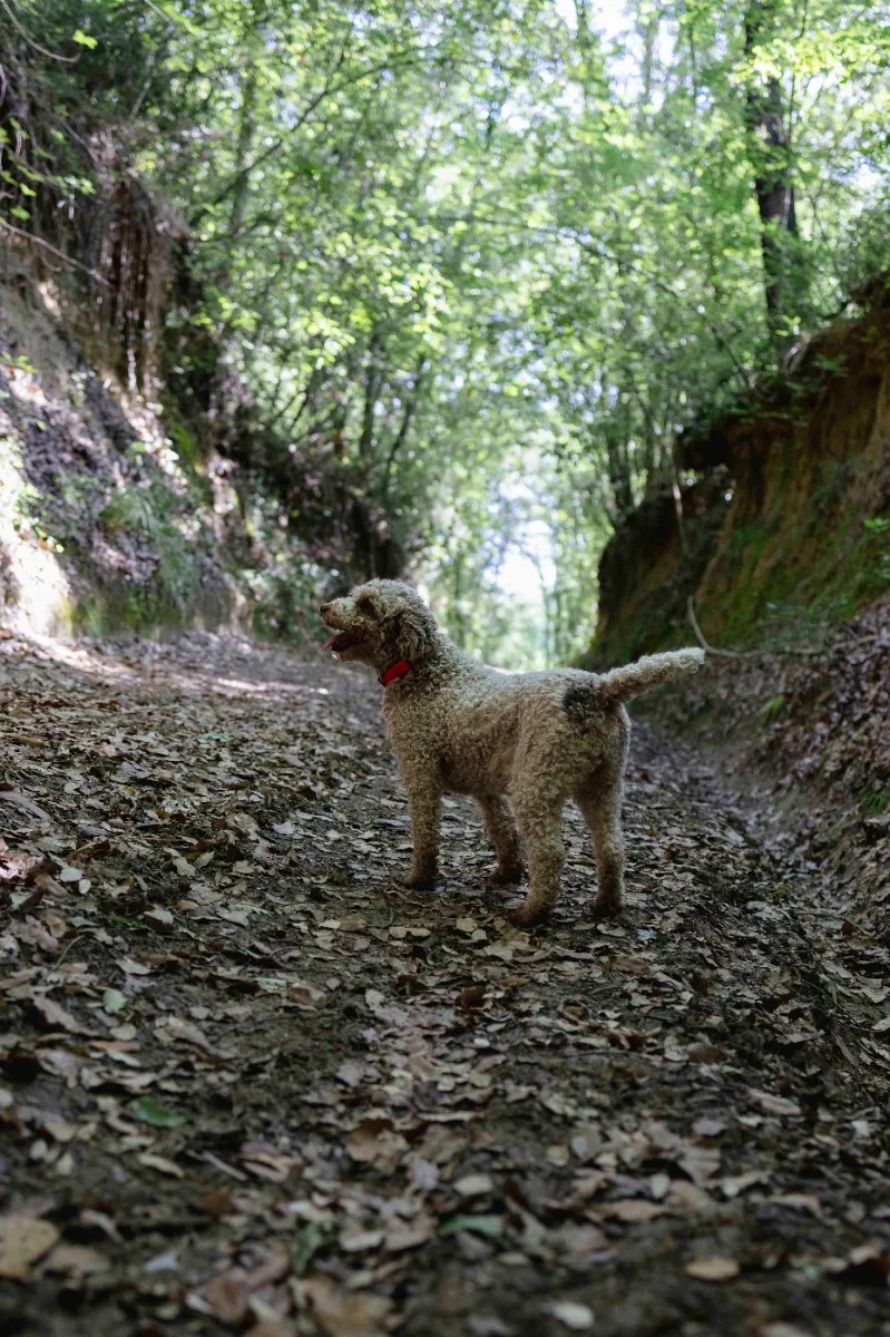 tartufi nacci team 7